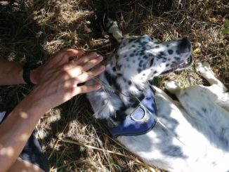I Vigili del fuoco salvano un cane intrappolato in una tagliola