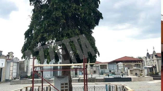 Il cimitero di Farigliano domani resterà chiuso per permettere l'abbattimento di alcuni pini