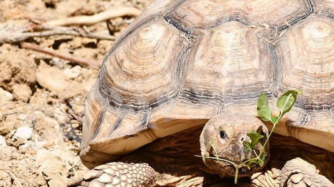 Oggi e domani a Murazzano i bambini si possono prendere cura delle tartarughe giganti