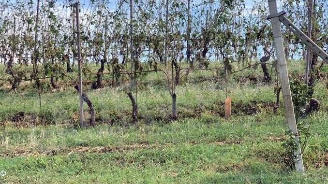 Grandine sul Roero: la parola e viticoltori e frutticoltori per la stima dei danni