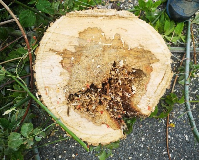 Alba: danneggiati 16 alberi in via Dalla Chiesa; l’Amministrazione costretta ad abbatterli