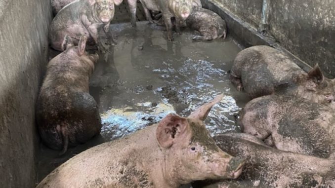 Maltrattamenti di animali in un allevamento a Fossano: i forestali denunciano la proprietaria
