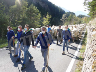 A Celle di Macra si attende il ritorno a valle delle mandrie