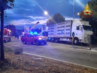 Fossano: un camion carico di maiali si rovescia alla rotonda di via Cuneo