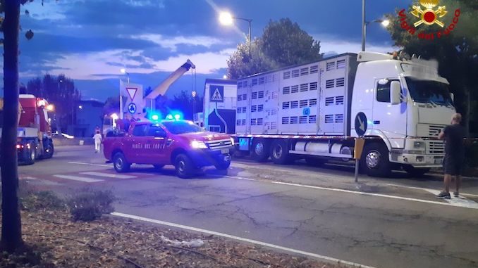 Fossano: un camion carico di maiali si rovescia alla rotonda di via Cuneo