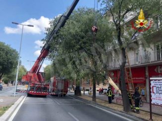 Camion urta un albero a Cuneo e lo abbatte: illesi i passanti i passanti