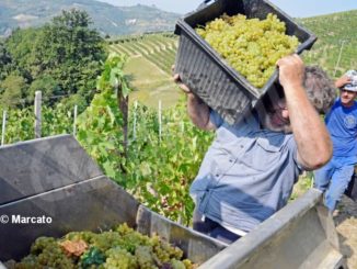 Vendemmia, si accelera col Dolcetto e i bianchi