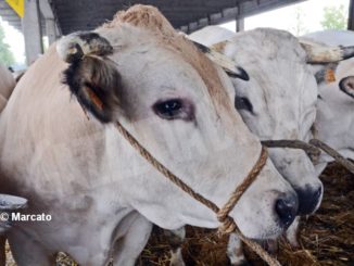 Il grido di dolore degli allevatori: «Il vitello piemontese non è pagato il giusto, almeno 4 euro al chilo»