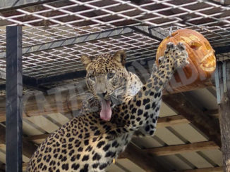 Zucche e altri divertimenti per animali in programma al Parco safari di Murazzano