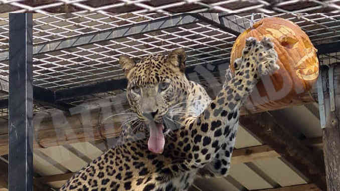 Zucche e altri divertimenti per animali in programma al Parco safari di Murazzano