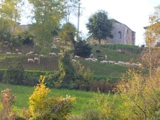 Pecore per tagliare l’erba nelle aree pubbliche di Niella Belbo