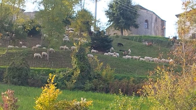 Pecore per tagliare l’erba nelle aree pubbliche di Niella Belbo