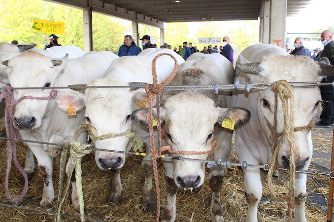 Alba: premiati i vincitori della grande rassegna di bovini piemontesi 2