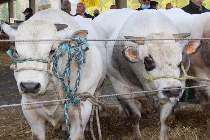 Alba: premiati i vincitori della grande rassegna di bovini piemontesi 1