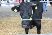 Alba: Grande rassegna di bovini piemontesi giovedì 14 ottobre dalle ore 9.30 in piazza Prunotto
