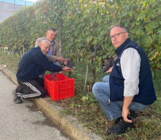 Conclusa la vendemmia all’interno del carcere di Alba