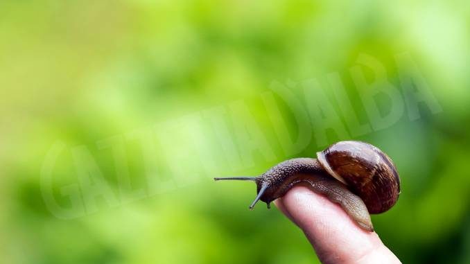 A Cherasco arriva Helix, la festa nella patria della chiocciola