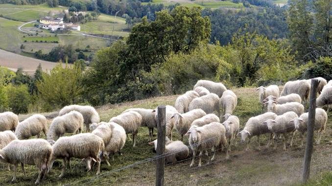 A Paroldo, nelle case in pietra del borgo, nasce l’Ecomuseo della pecora