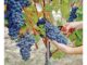 Vendemmia
