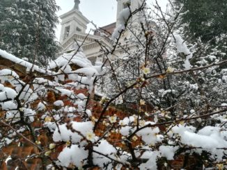 Il pruneto della Madonna dei fiori sotto la prima nevicata