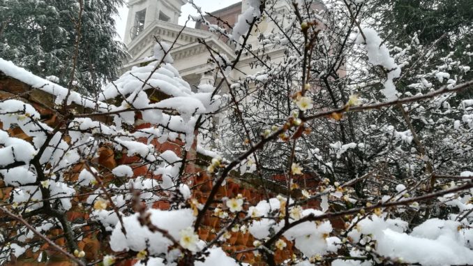 Il pruneto della Madonna dei fiori sotto la prima nevicata