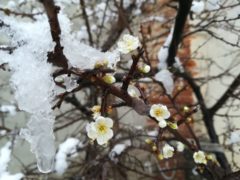 Il pruneto della Madonna dei fiori sotto la prima nevicata 1