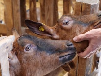 Roccaverano &egrave; citt&agrave; del formaggio 2022 1