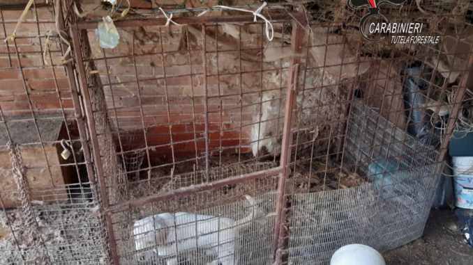 Cani in box sporchi e pericolosi a Feisoglio: segnalata la proprietaria