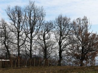 Senza piantare alberi, finisce che alla grande festa del tartufo manchi l’invitato principale