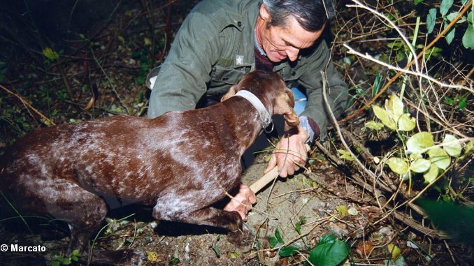 Cerca del tartufo: in settimana arriverà il verdetto dell'Unesco