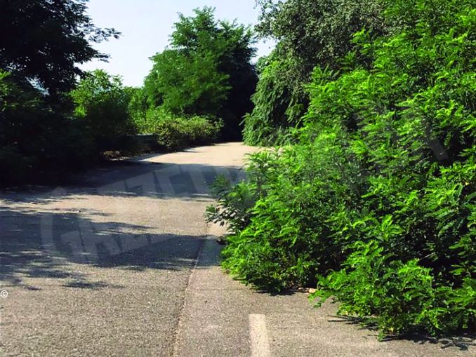 Una strada fantasma taglia i coltivi all’ingresso di Alba 1