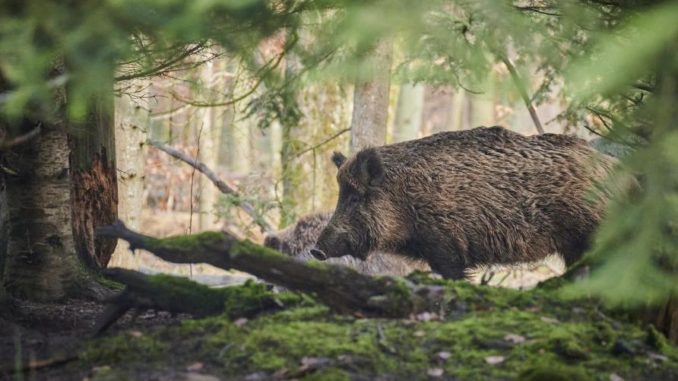 Peste suina: nuova ordinanza Regione Piemonte in vigore da lunedì 24 gennaio 1