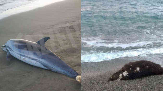 Un delfino e un cinghiale morti ieri su due spiagge liguri