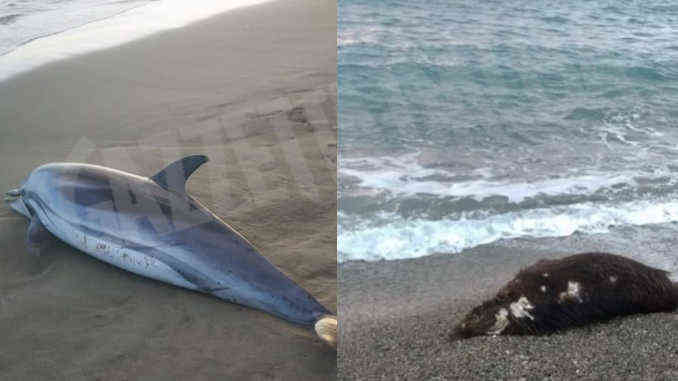 Delfino e cinghiale Un delfino e un cinghiale morti ieri su due spiagge liguri