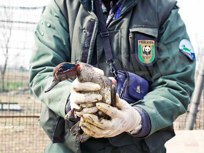 Wwf Italia: la legge sulla caccia non tutela la fauna selvatica 1