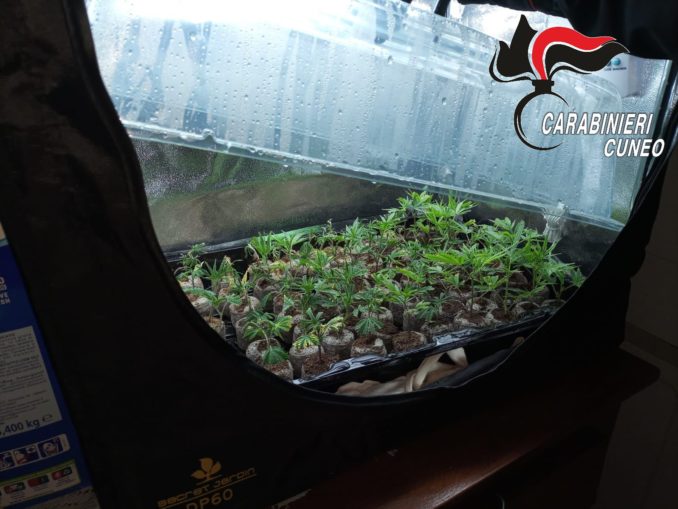 Sanfr&egrave;: deteneva cocaina e piante di marijuana per lo spaccio. giovane arrestato