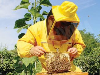 Gorzano studia le api nel loro habitat naturale