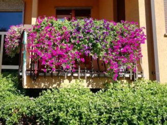 Alba in fiore premia i migliori allestimenti di giardini e balconi