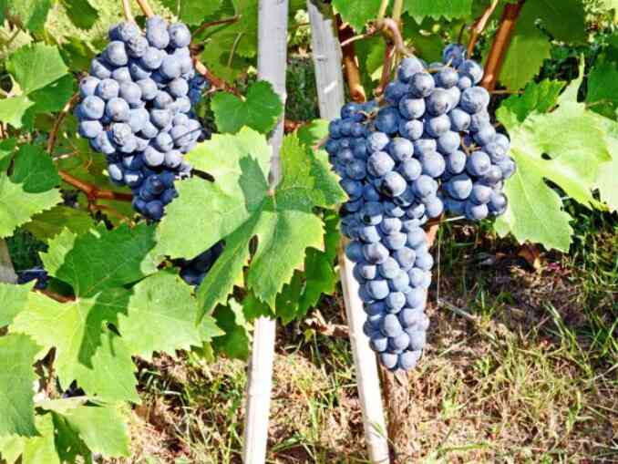 Rispettare il Dolcetto è rispettare la biodiversità