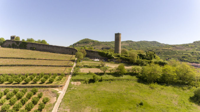 Cortemilia, Torre Bormida e Cravanzana insieme per la nocciola