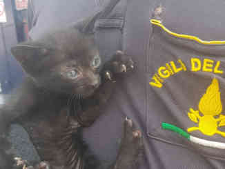Grinzane Cavour: i pompieri albesi salvano un gatto caduto in un pozzo