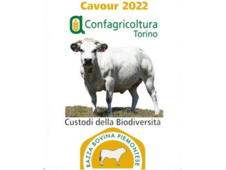 Carne di Razza Piemontese, rassegna di due giorni a Cavour