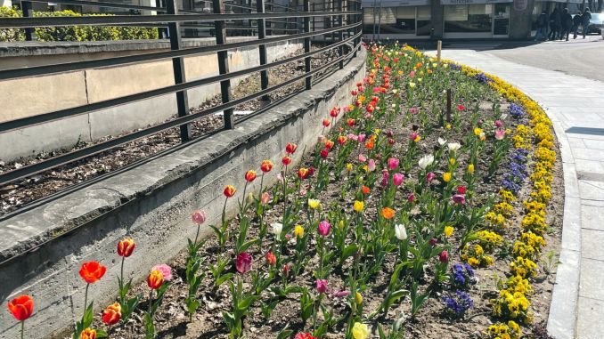 Ad Alba fioriscono i tulipani donati dalla contessa Consolata Pralormo