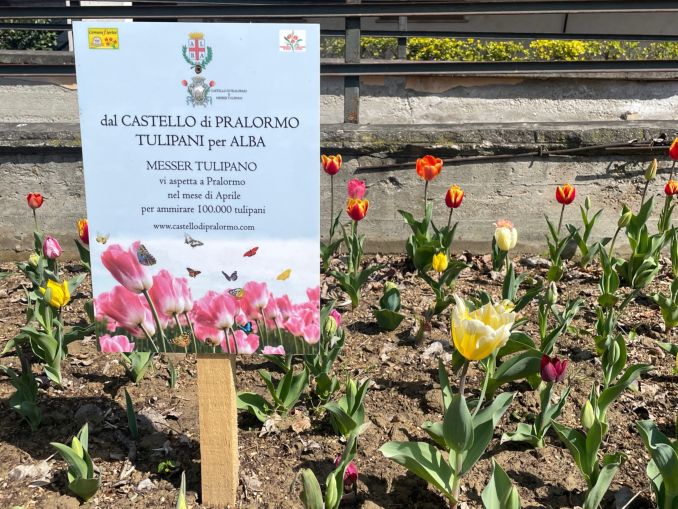 Ad Alba fioriscono i tulipani donati dalla contessa Consolata Pralormo 1