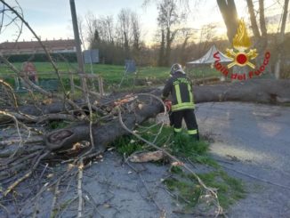 Cade un albero in frazione Pogliola: allertati i pompieri di Mondovì