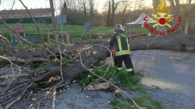 Cade un albero in frazione Pogliola: allertati i pompieri di Mondovì