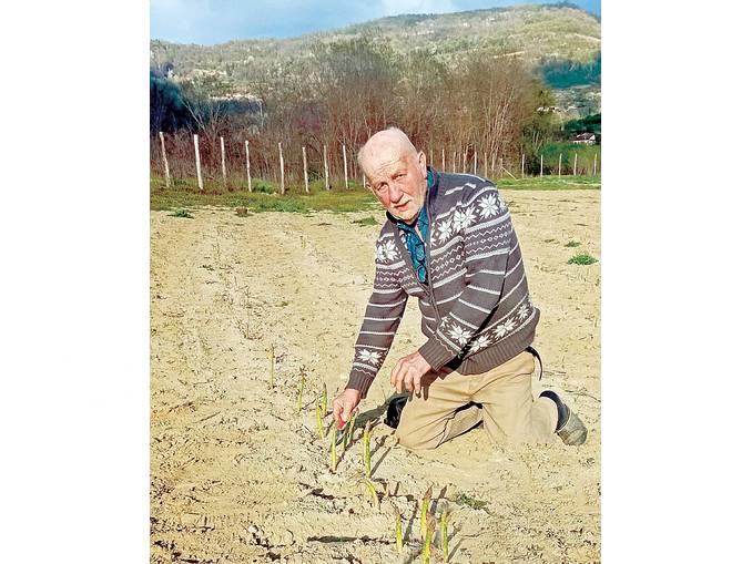 Dopo l’alluvione, nell'ex noccioleto crescono gli asparagi 1