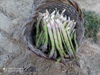 Dopo l’alluvione, nell'ex noccioleto crescono gli asparagi