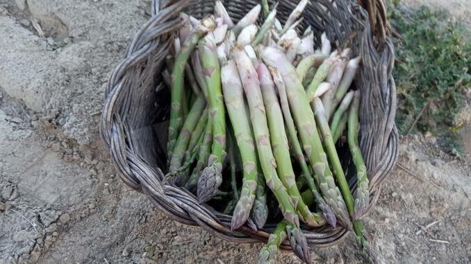 Dopo l’alluvione, nell'ex noccioleto crescono gli asparagi