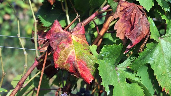 Dogliani e la dura lotta alla flavescenza dorata